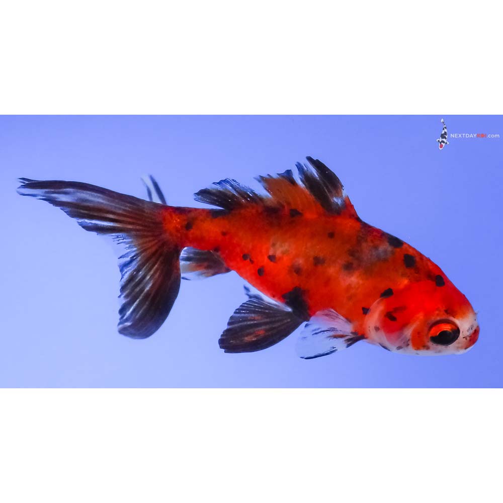 3.5” Imported Calico Wakin
