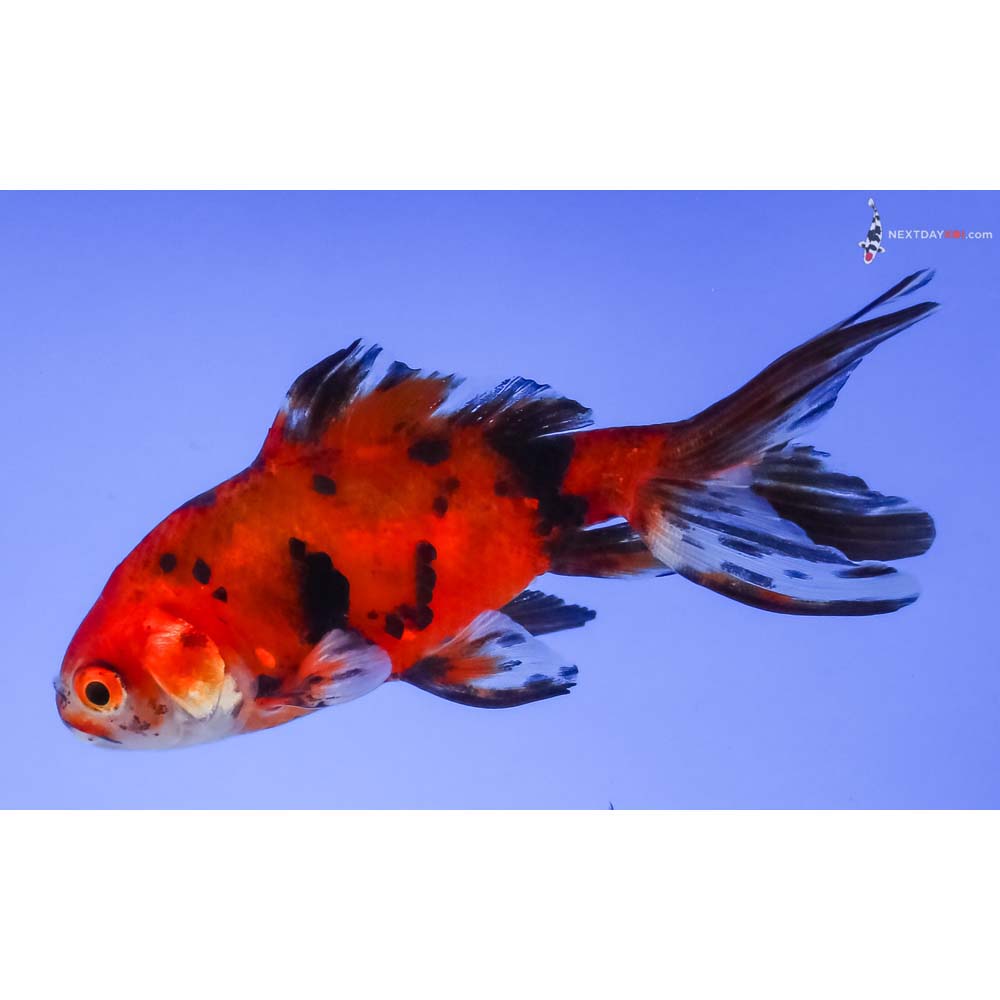 3.5” Imported Calico Wakin