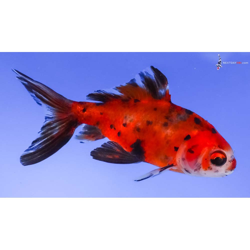 3.5” Imported Calico Wakin