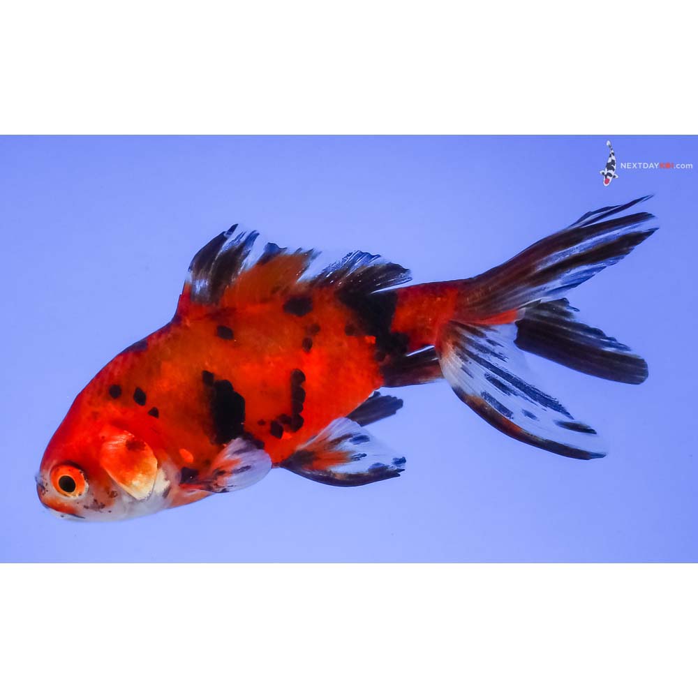 3.5” Imported Calico Wakin