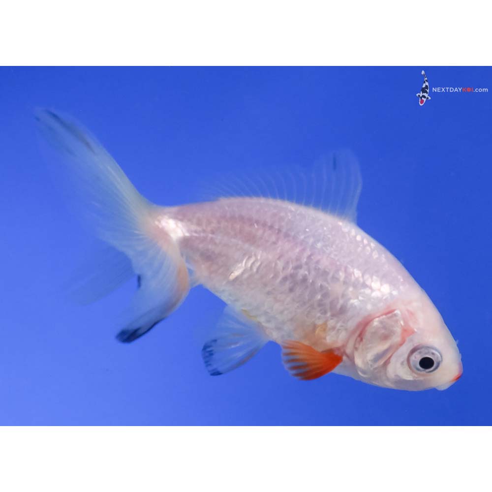 3” Imported Red and White Wakin