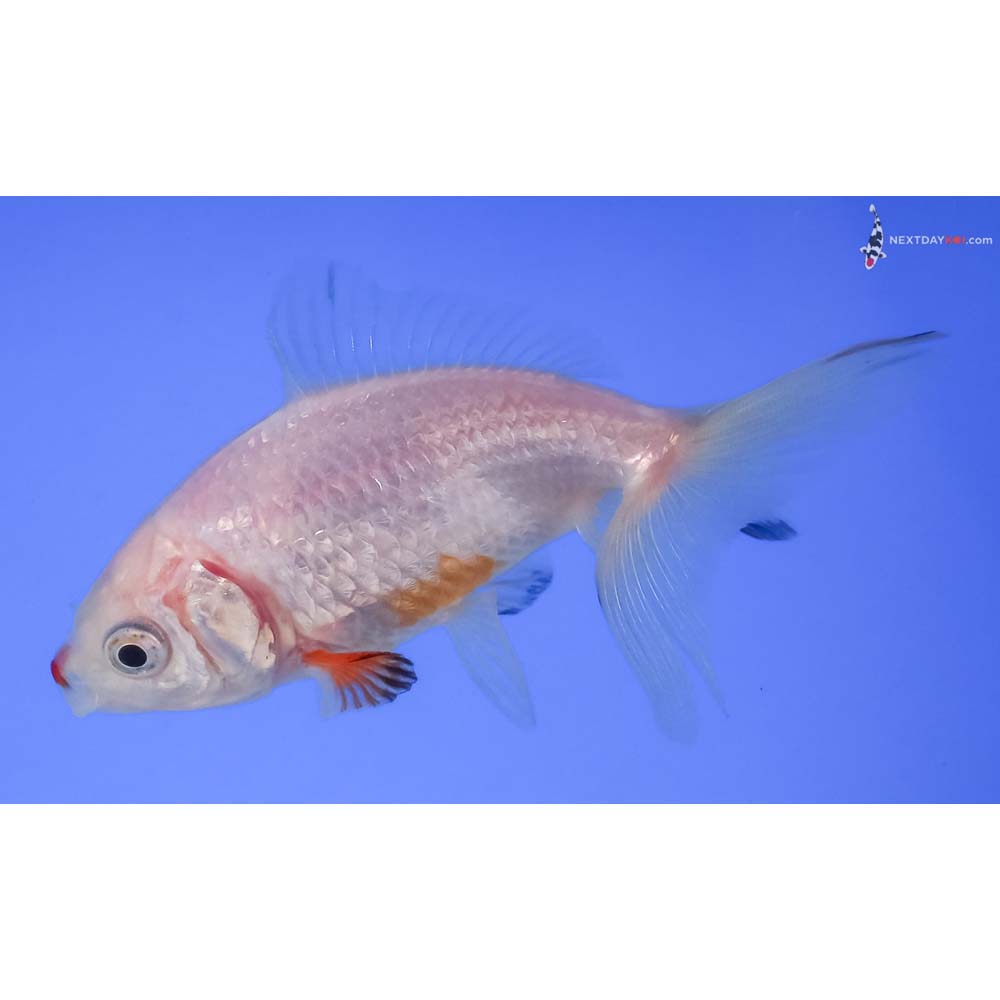 3” Imported Red and White Wakin