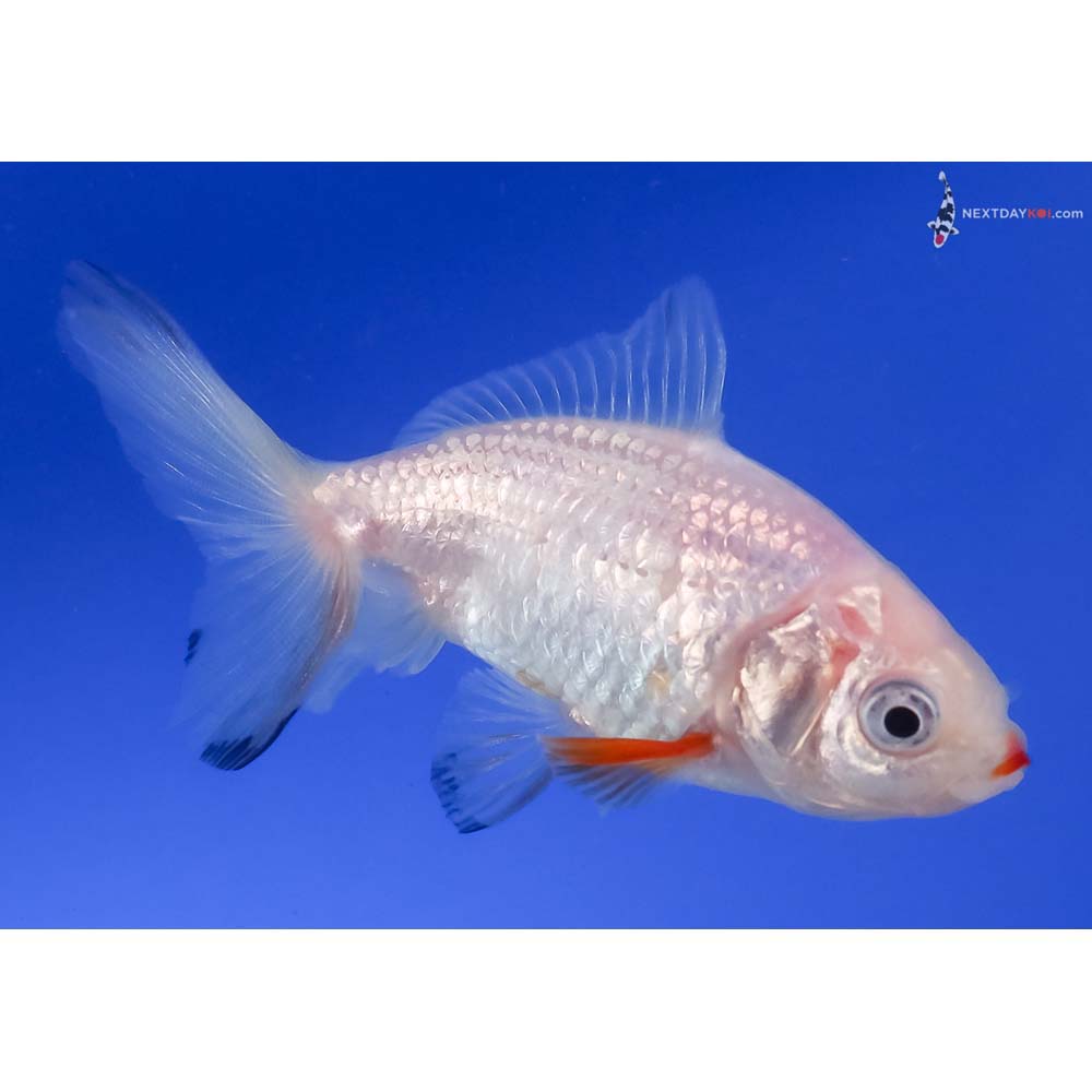 3” Imported Red and White Wakin