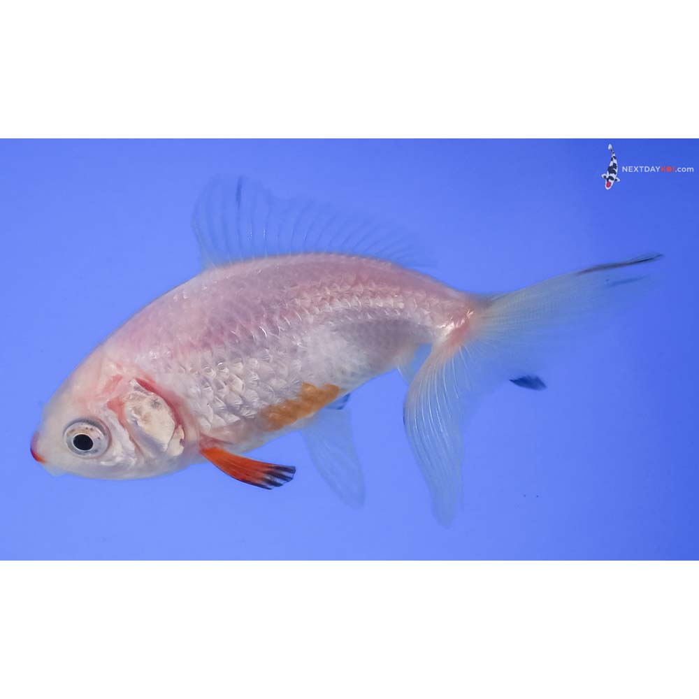 3” Imported Red and White Wakin