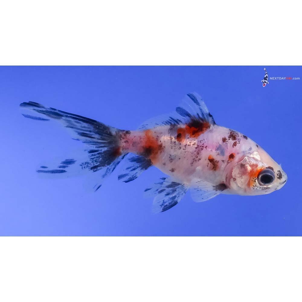 3.5” Imported Calico Wakin