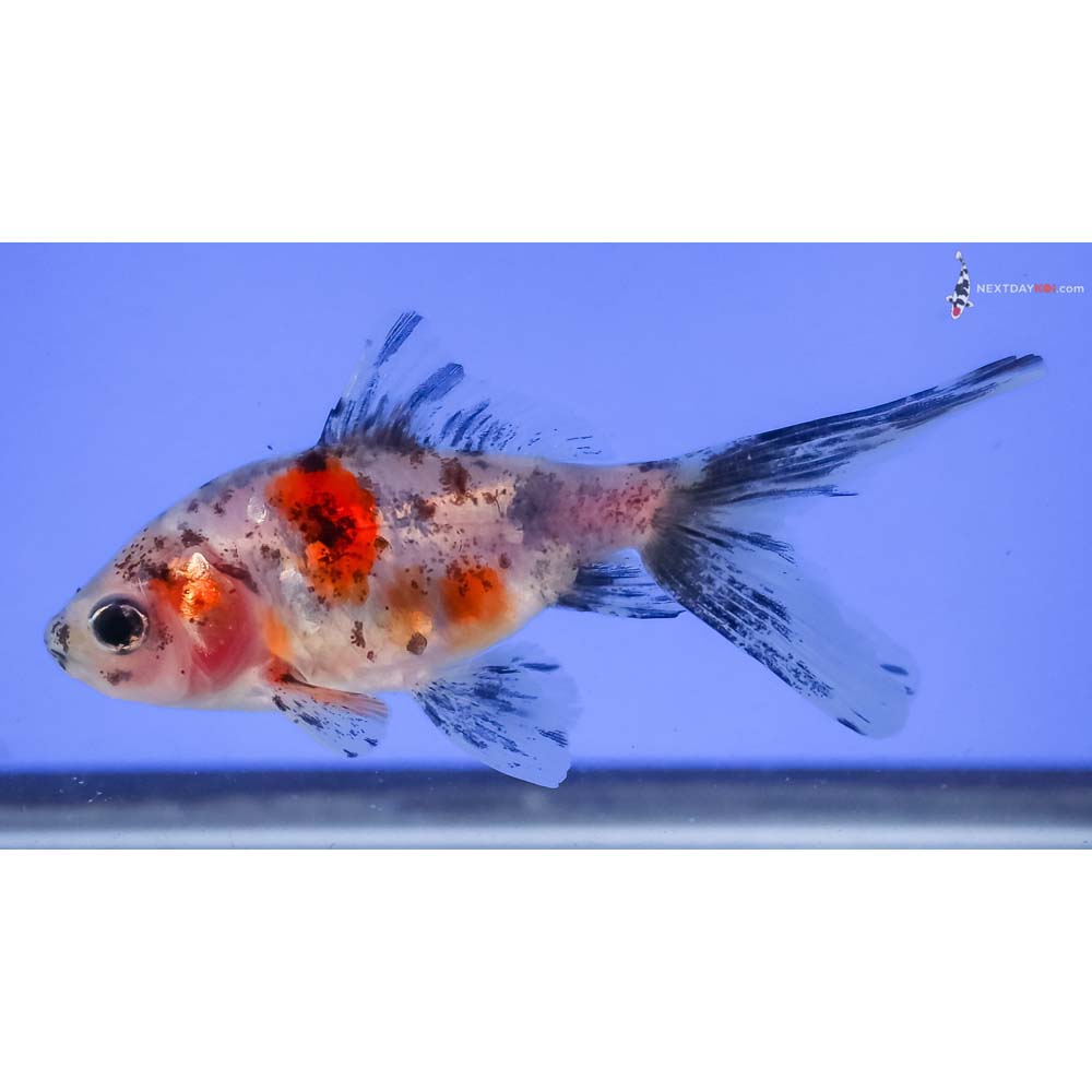 3.5” Imported Calico Wakin