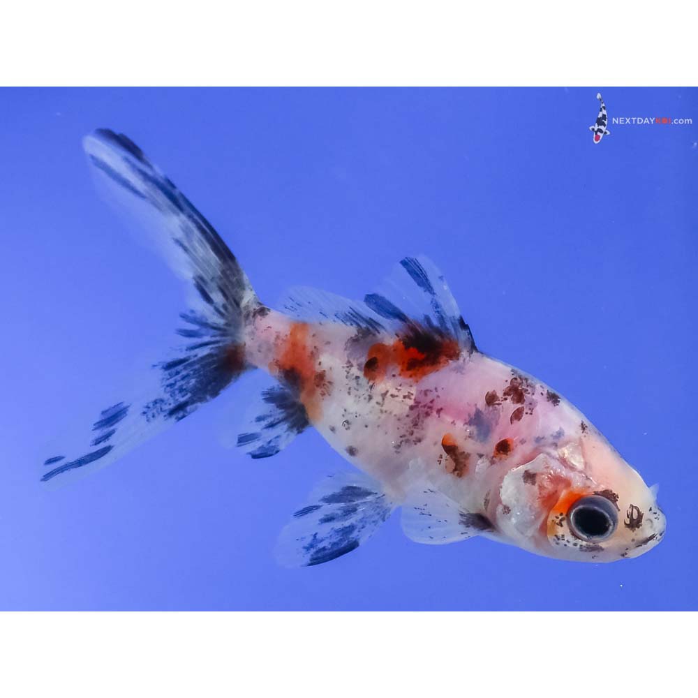 3.5” Imported Calico Wakin