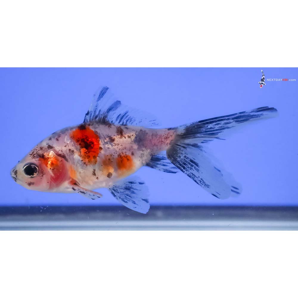 3.5” Imported Calico Wakin