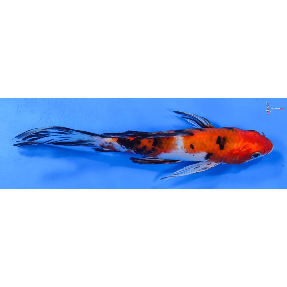 8” Imported Sanke Butterfly Koi