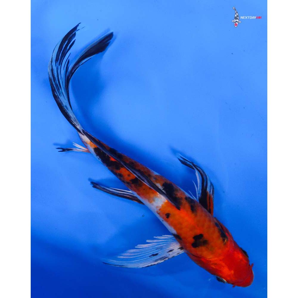 8” Imported Sanke Butterfly Koi
