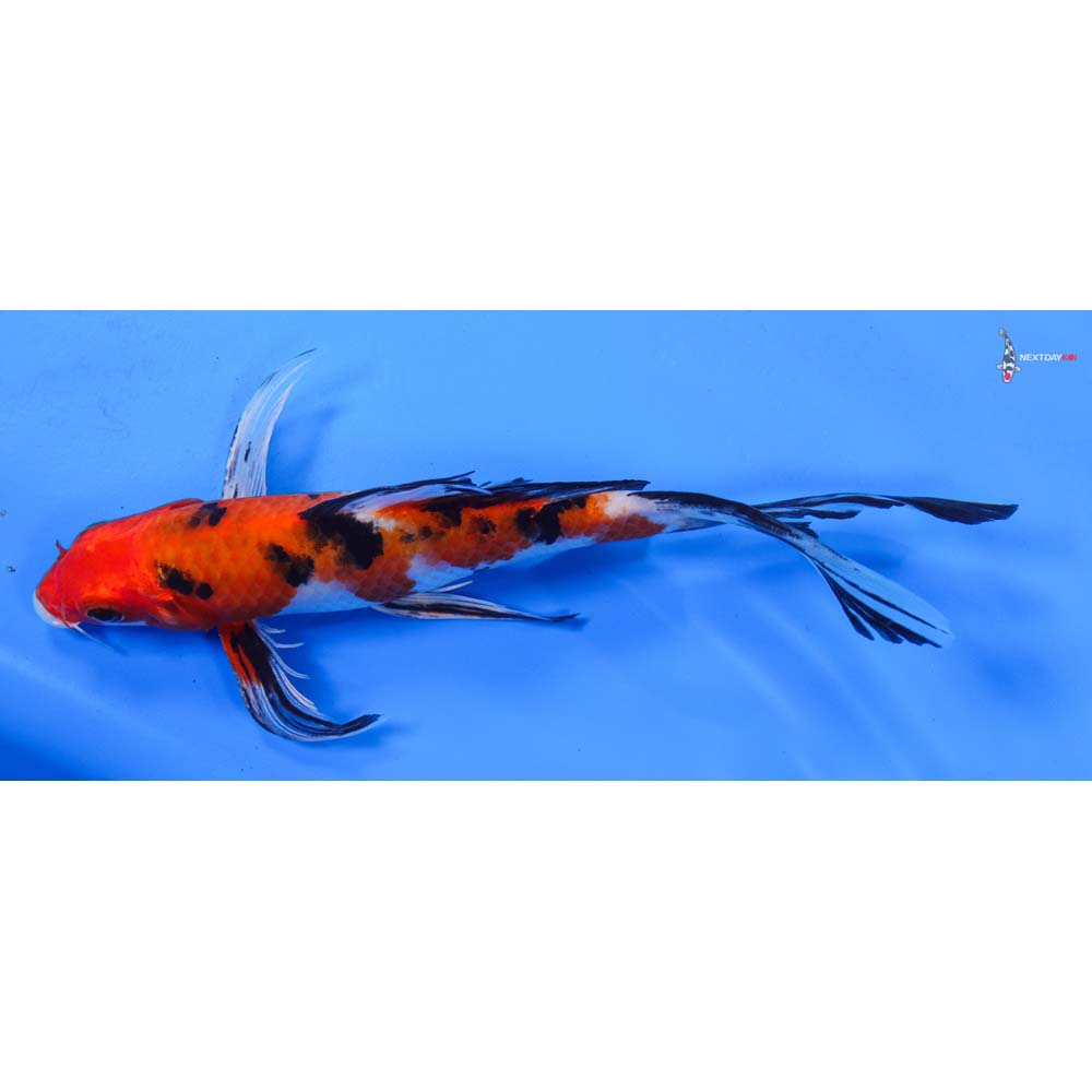 8” Imported Sanke Butterfly Koi