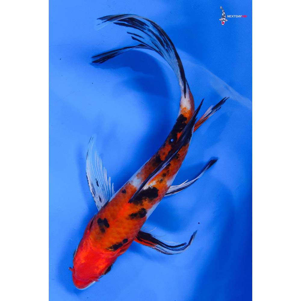8” Imported Sanke Butterfly Koi