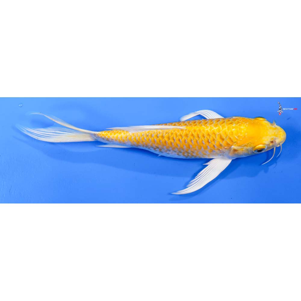 7” Imported Lemon Hariwake Butterfly Koi