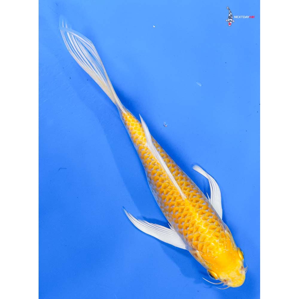 7” Imported Lemon Hariwake Butterfly Koi