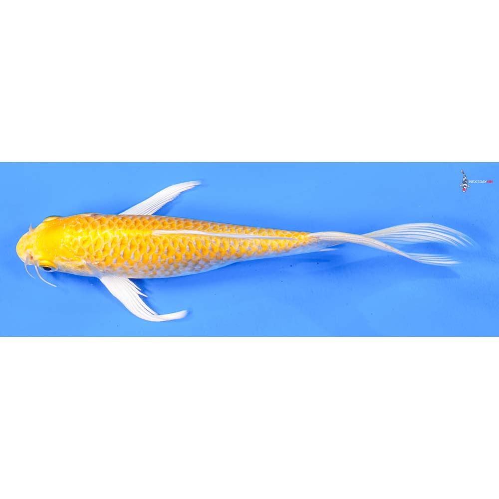 7” Imported Lemon Hariwake Butterfly Koi