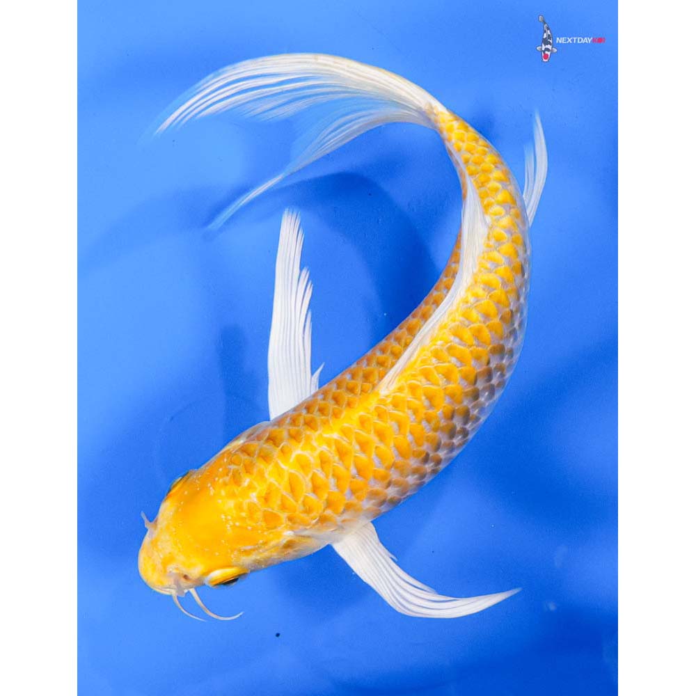 7” Imported Lemon Hariwake Butterfly Koi