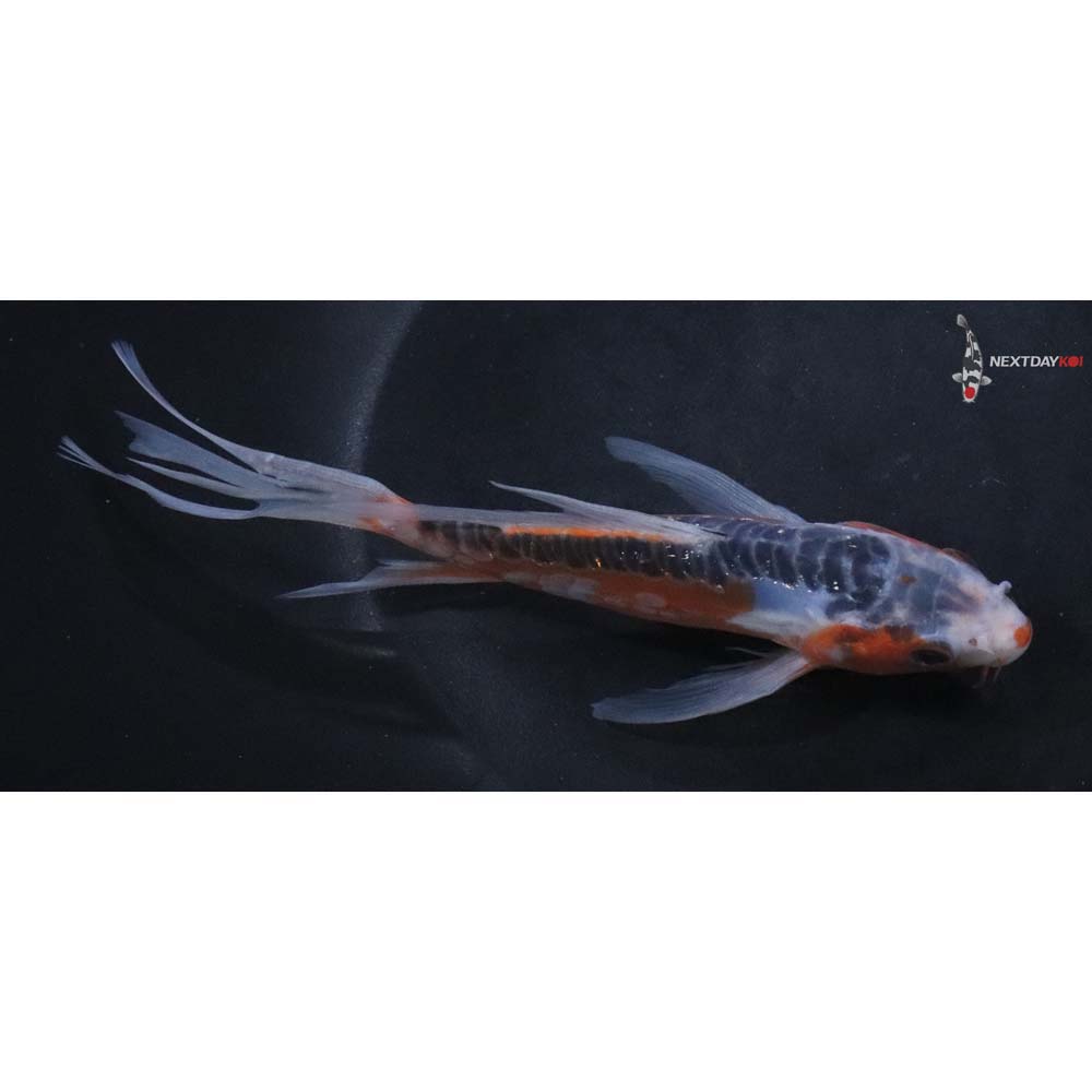 6” Imported Shusui Butterfly Koi