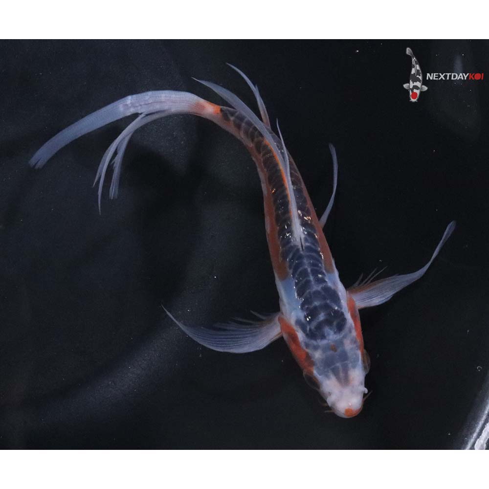 6” Imported Shusui Butterfly Koi
