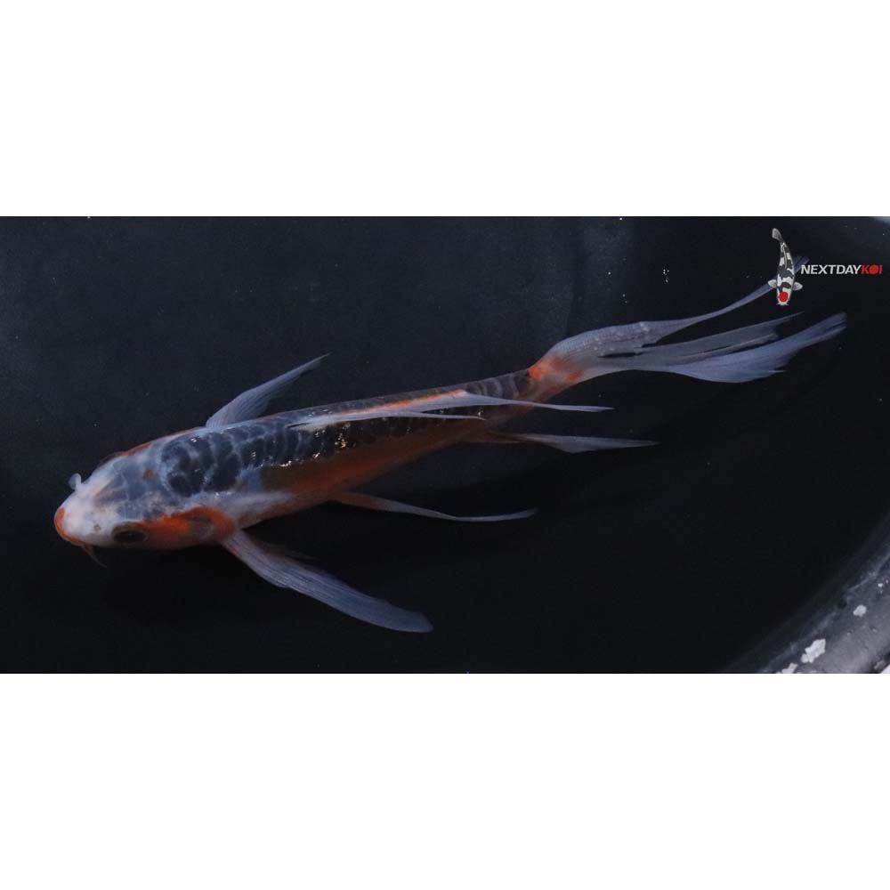 6” Imported Shusui Butterfly Koi