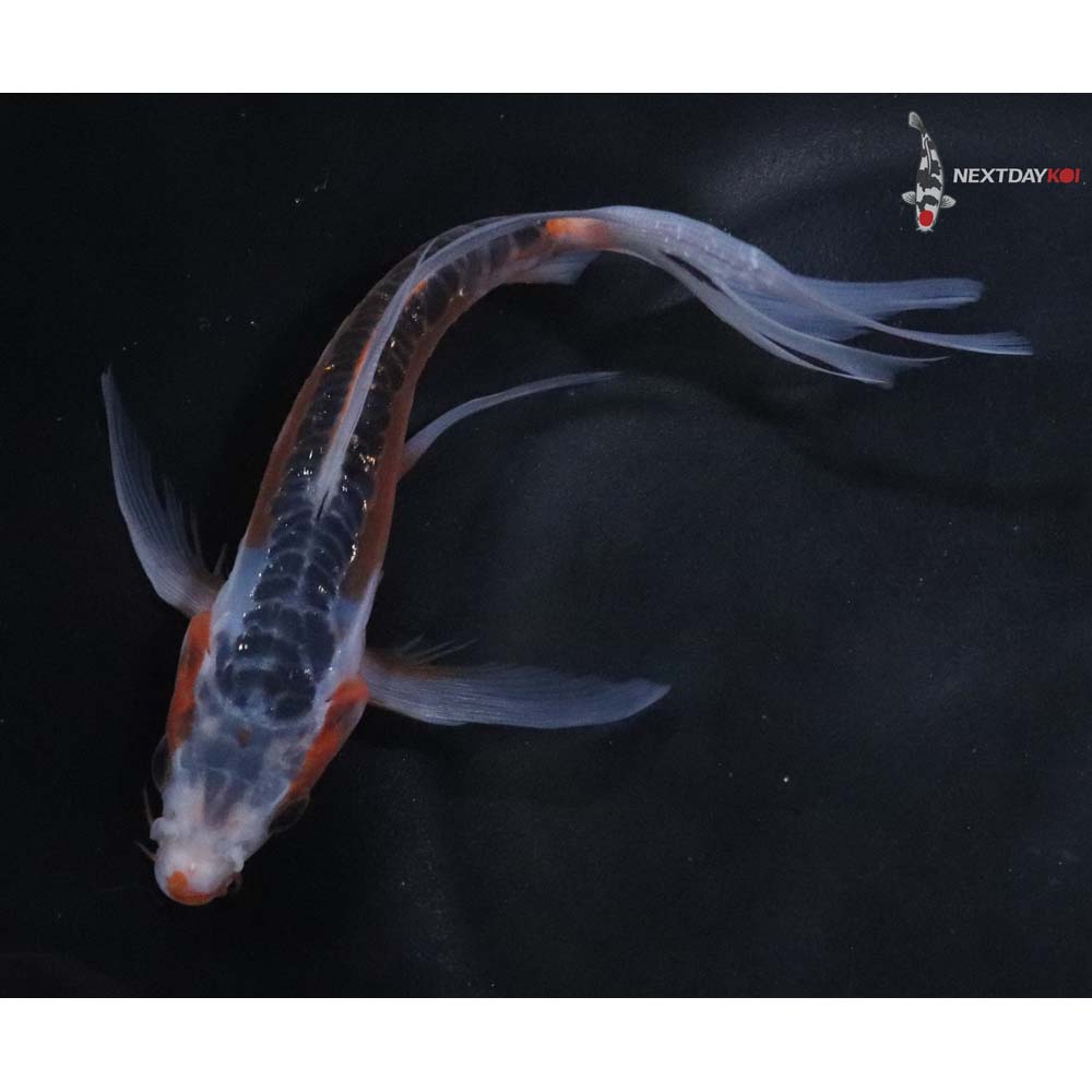 6” Imported Shusui Butterfly Koi