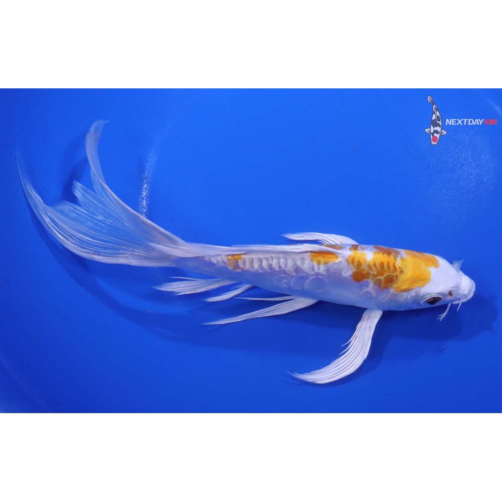 7” Imported Doitsu Lemon Hariwake Butterfly Koi