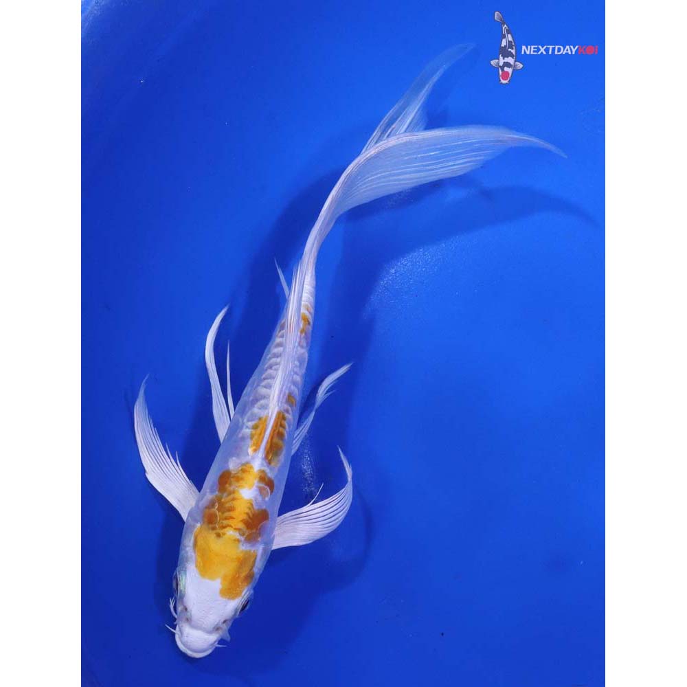 7” Imported Doitsu Lemon Hariwake Butterfly Koi