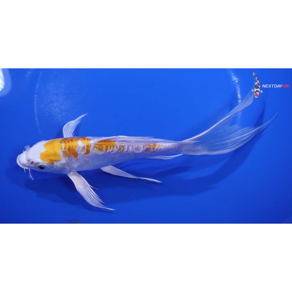 7” Imported Doitsu Lemon Hariwake Butterfly Koi