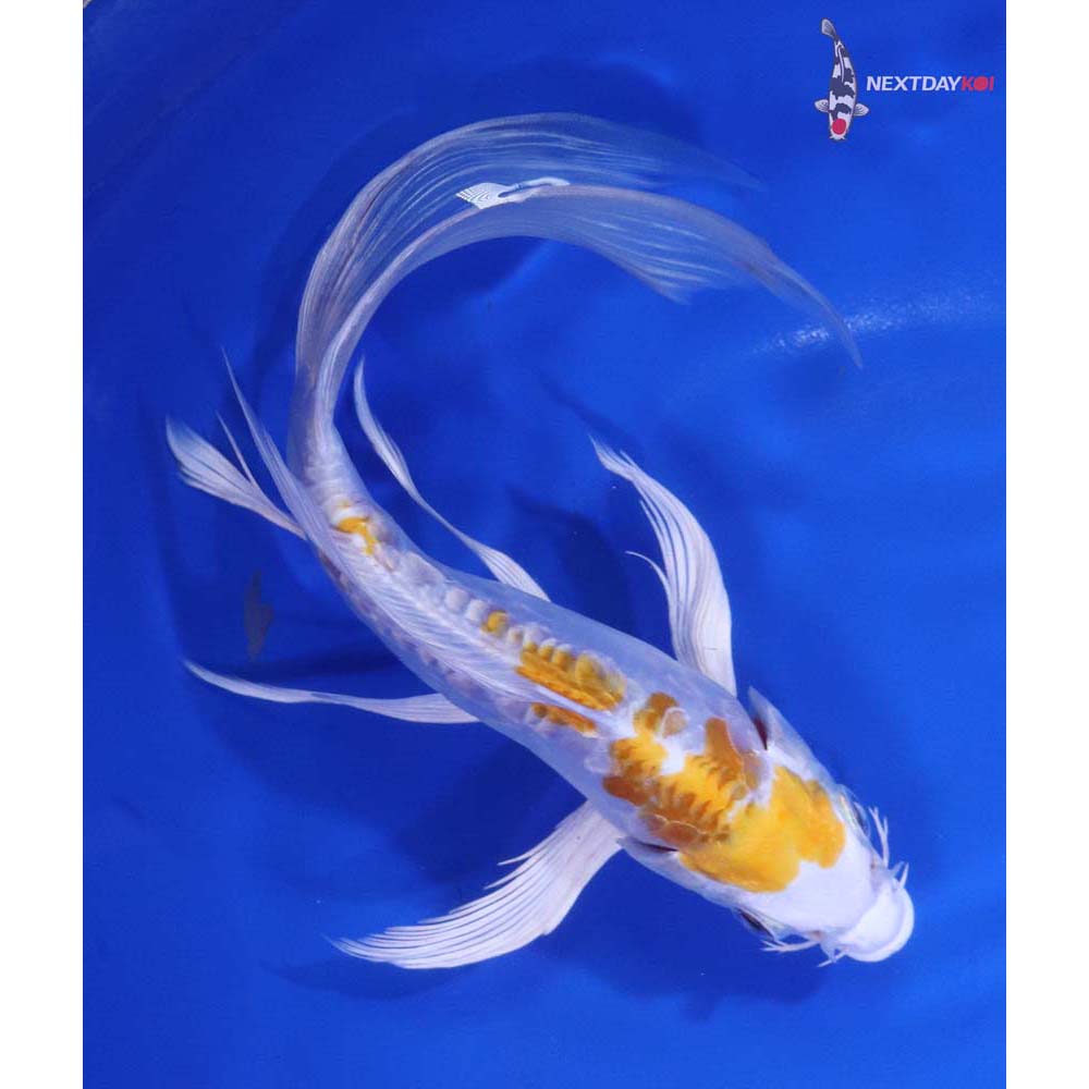 7” Imported Doitsu Lemon Hariwake Butterfly Koi