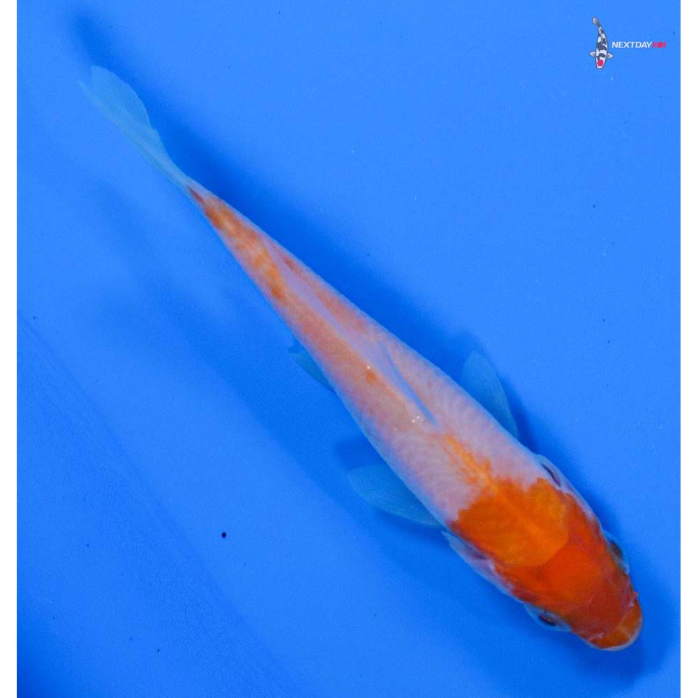 3” Imported Kohaku