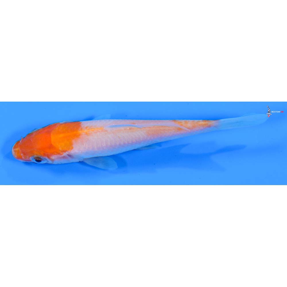 3” Imported Kohaku