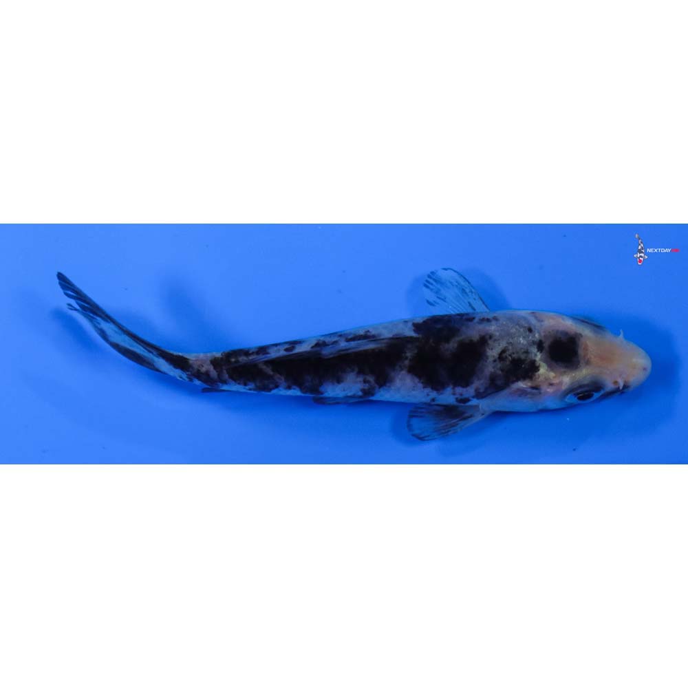 3.5” Imported Shiro Bekko