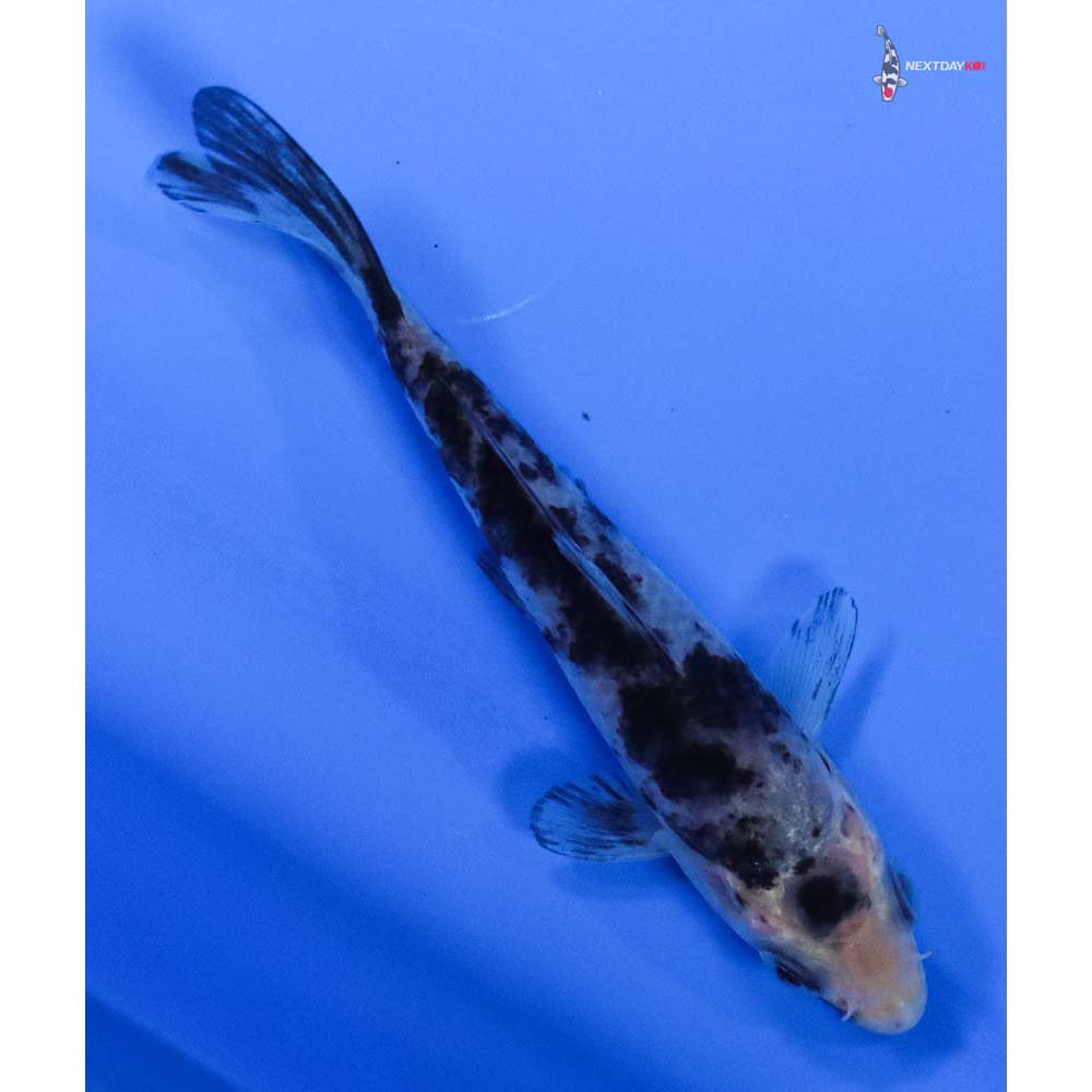 3.5” Imported Shiro Bekko