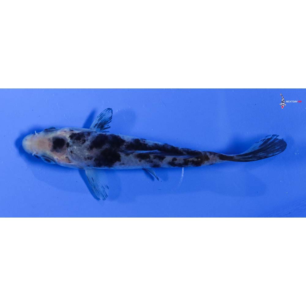 3.5” Imported Shiro Bekko