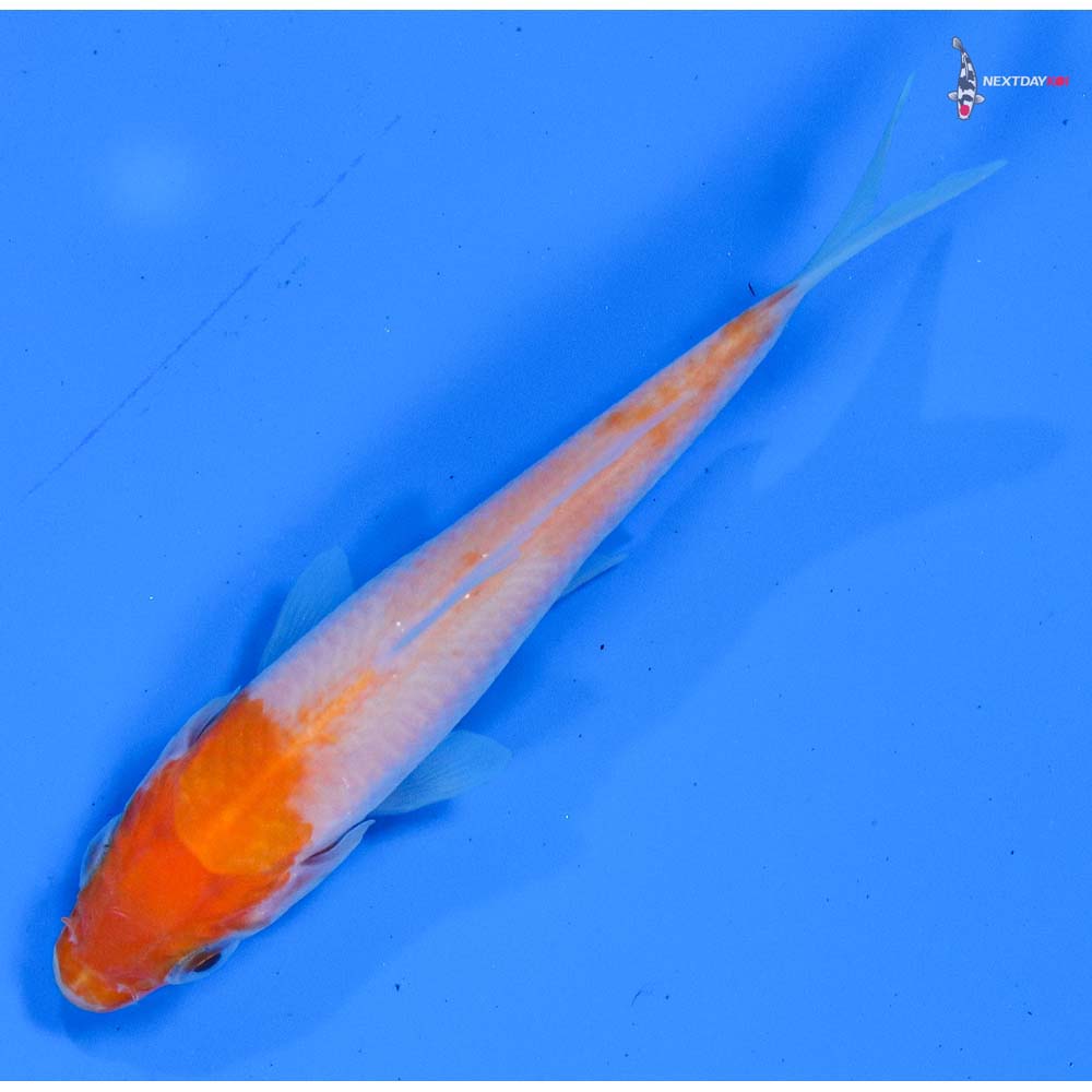3” Imported Kohaku