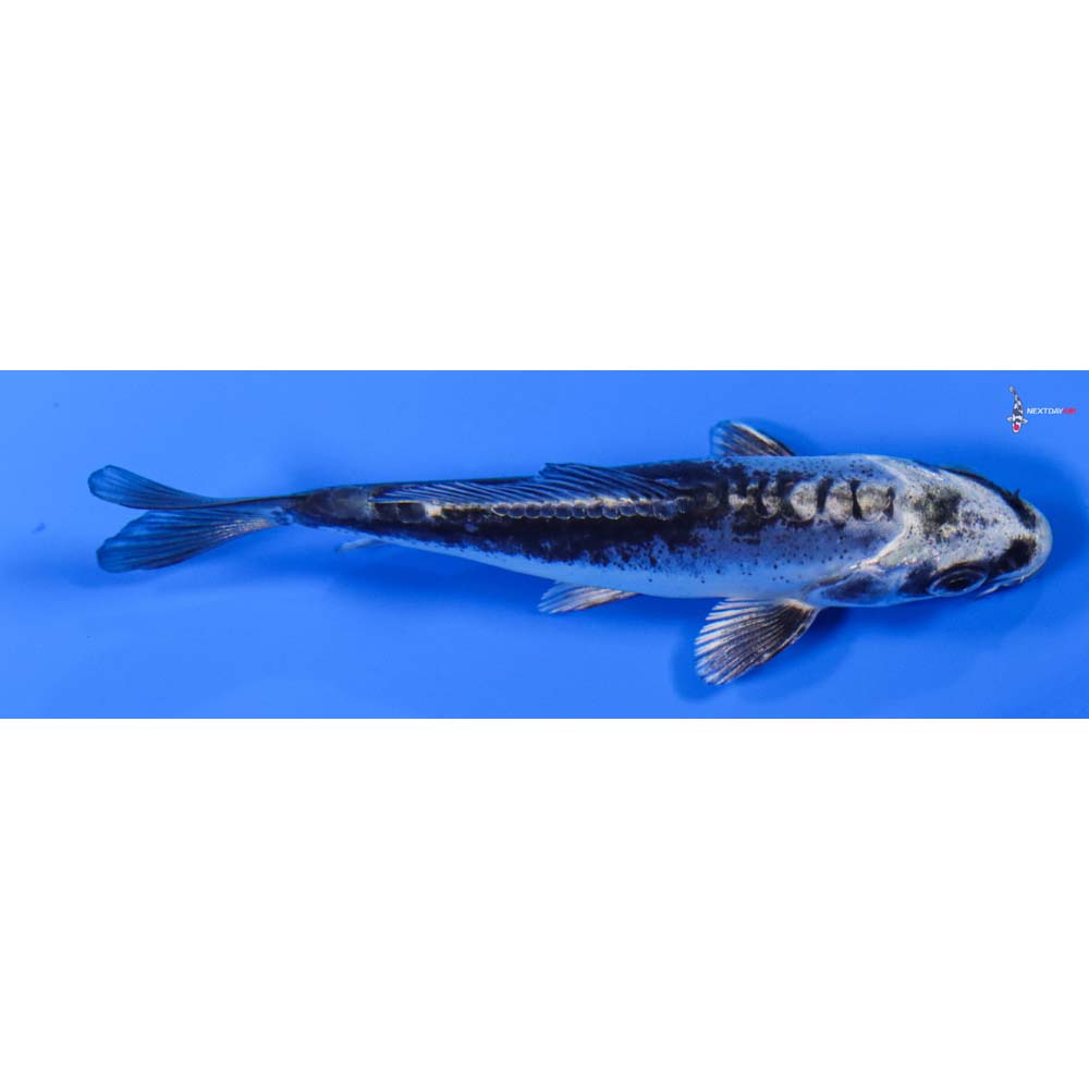 3.5” Imported Kikokuryu
