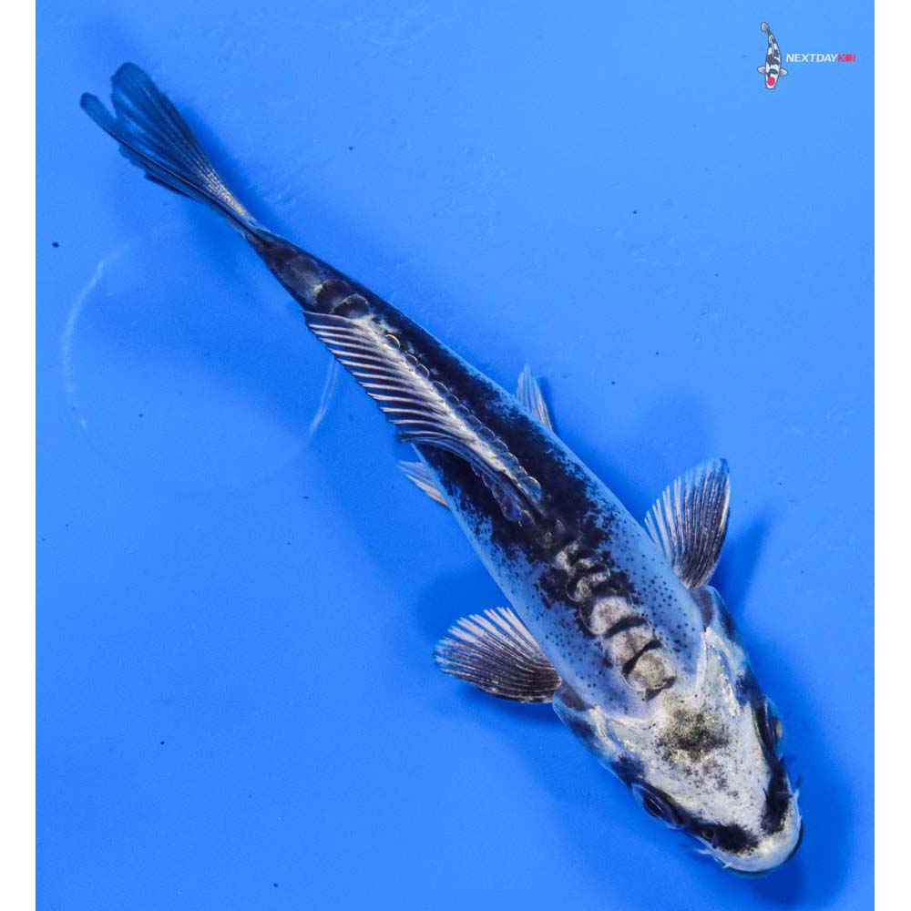 3.5” Imported Kikokuryu