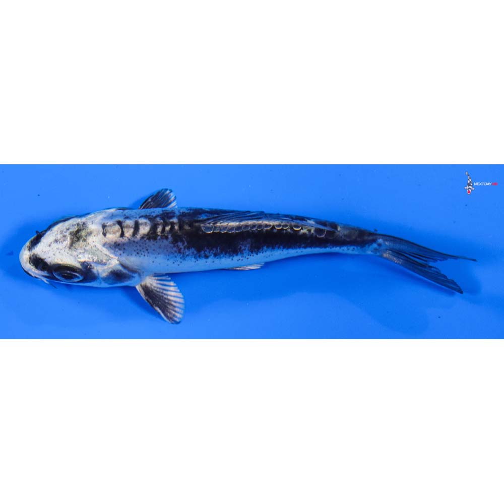 3.5” Imported Kikokuryu
