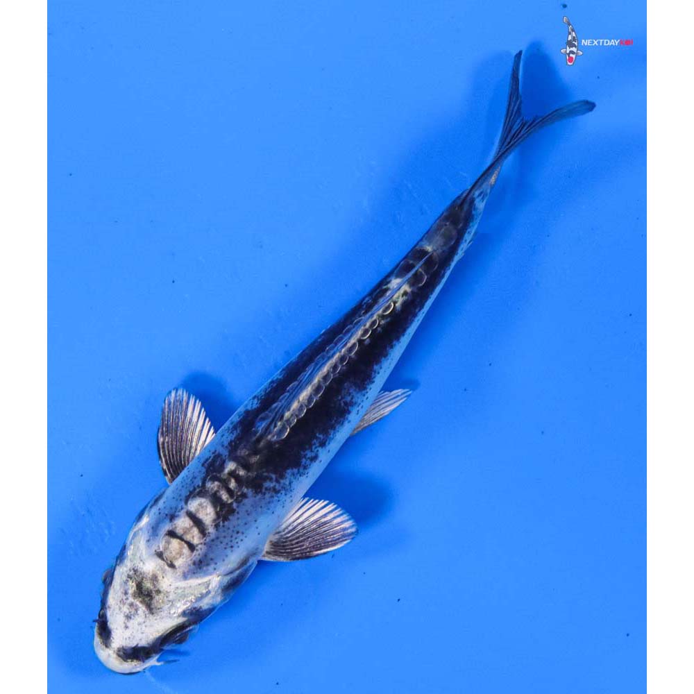 3.5” Imported Kikokuryu