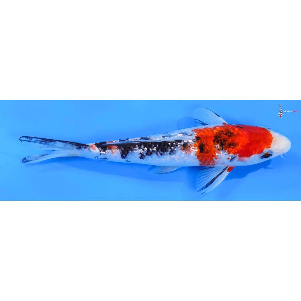 8” Imported Gin Rin Sanke