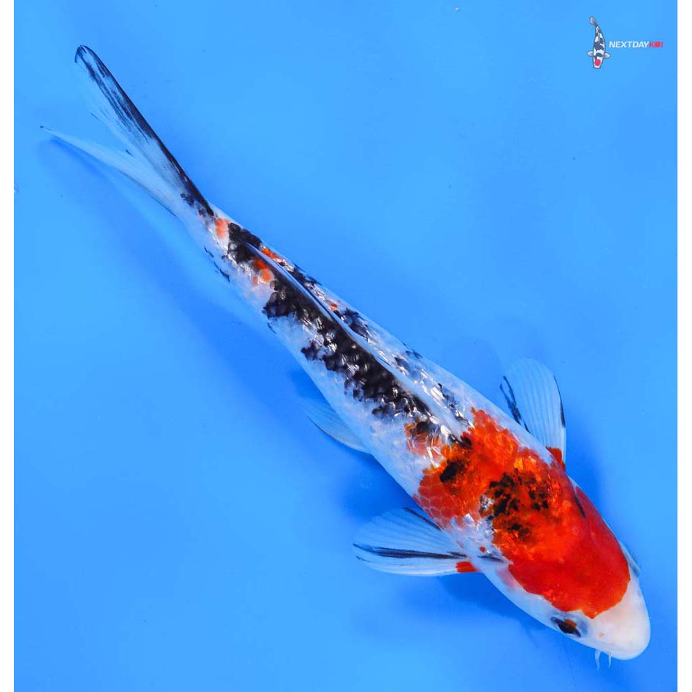 8” Imported Gin Rin Sanke