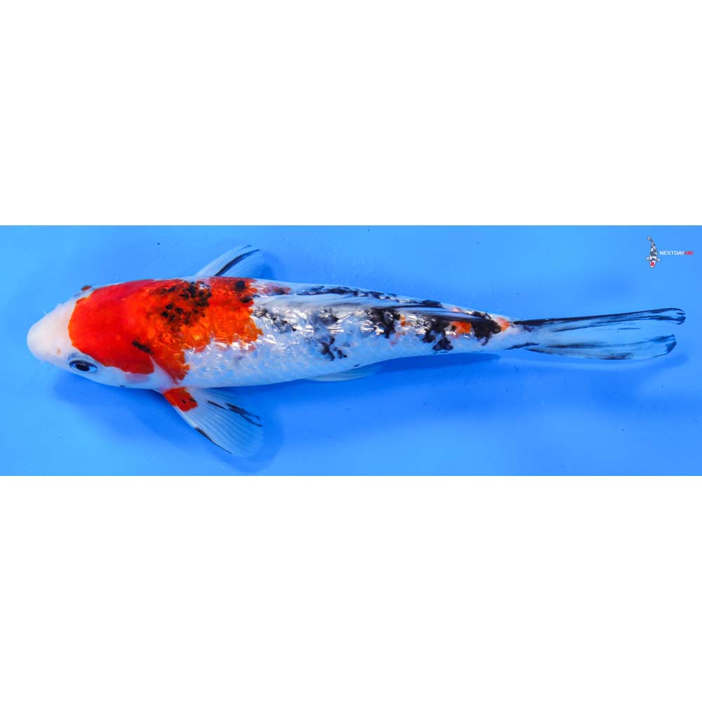 8” Imported Gin Rin Sanke