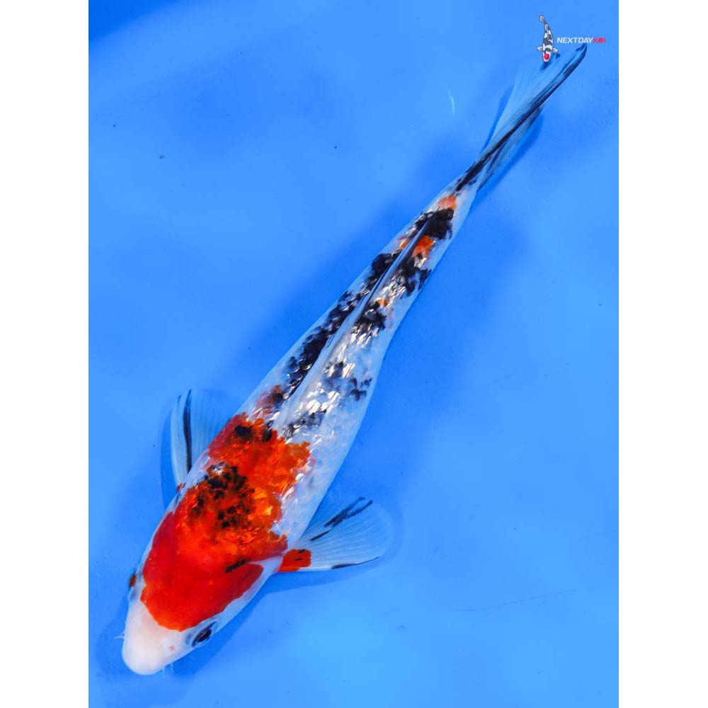 8” Imported Gin Rin Sanke
