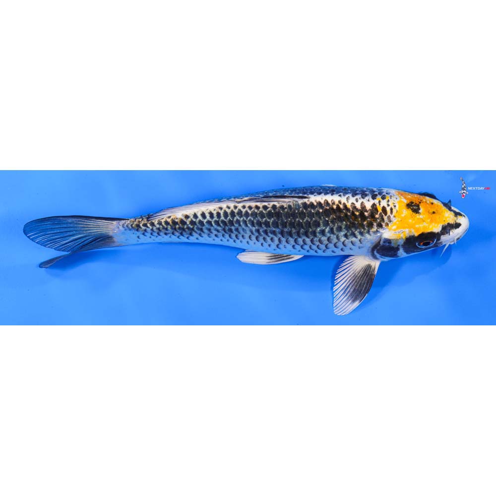 8” Imported Kujaku