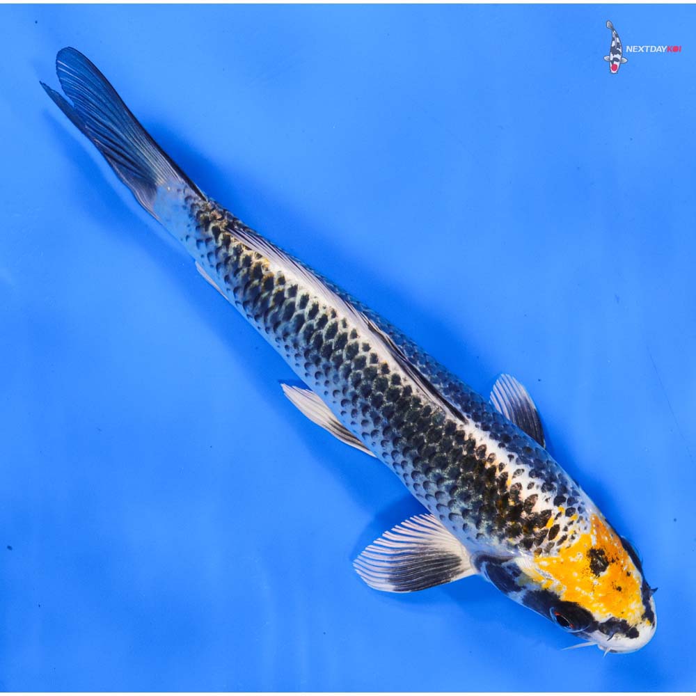 8” Imported Kujaku
