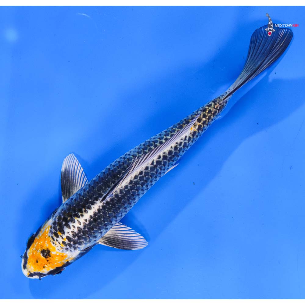 8” Imported Kujaku