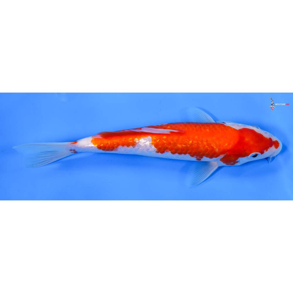 8” Imported Gin Rin Kohaku