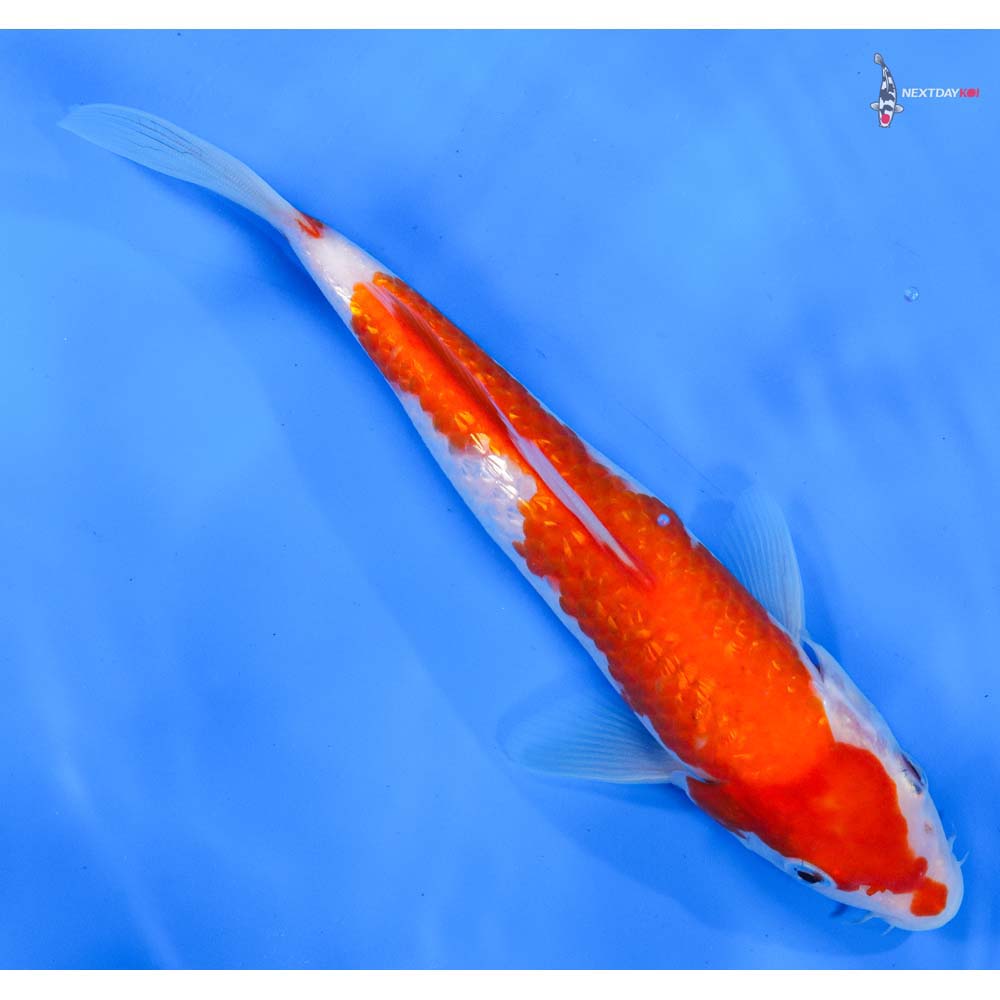 8” Imported Gin Rin Kohaku