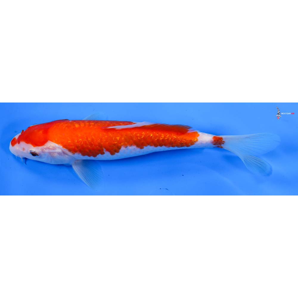 8” Imported Gin Rin Kohaku