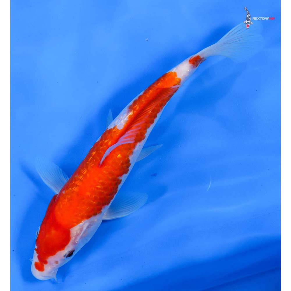 8” Imported Gin Rin Kohaku