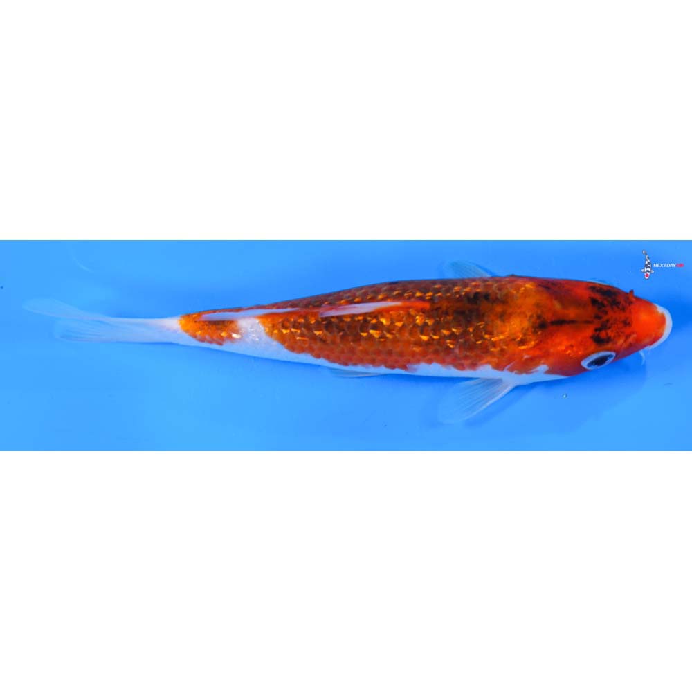 8” Imported Gin Rin Goromo